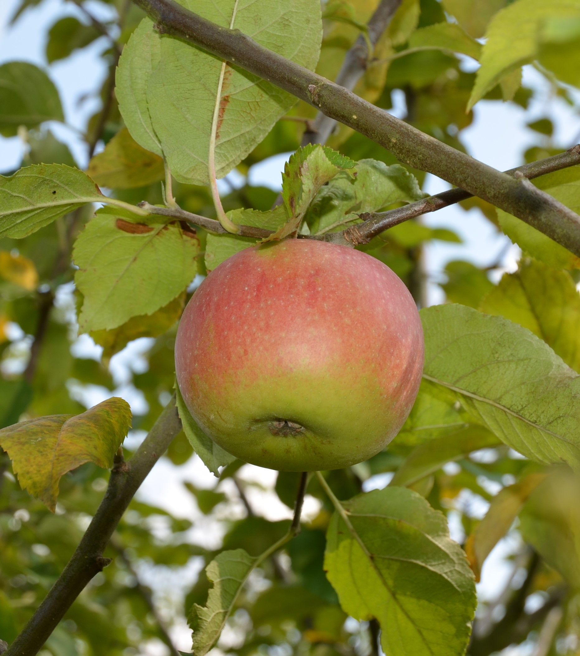 Apfel
